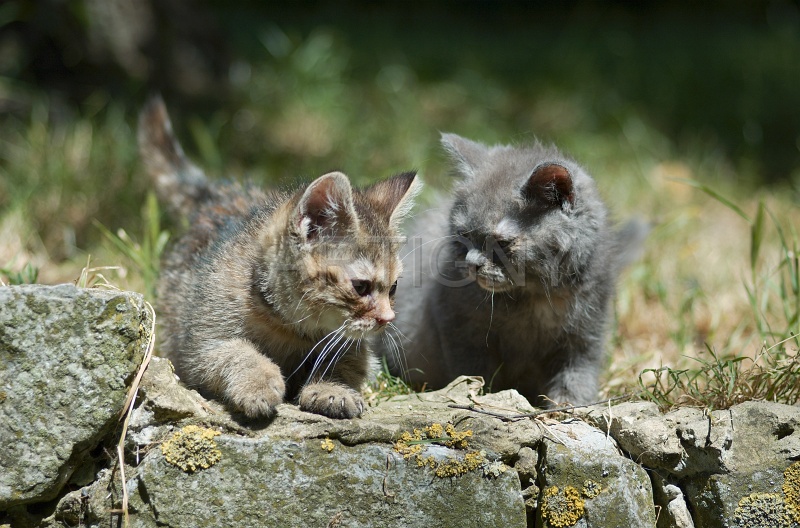 BRITISH SHORTHAIR C036.jpg